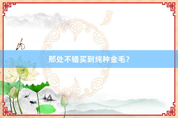 那处不错买到纯种金毛?